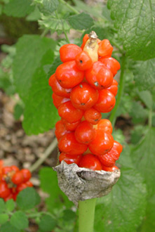 Il frutto del gigaro, una pianta velenosa