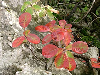 Pianta di sommacco (Cotinus coggygria) in autunno